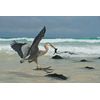 Galapagos 3D with David Attenborough [Blu-ray 3D]