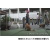 谷中のら猫ラプソディー〜だんだん猫10年の記録〜 [DVD]