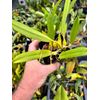 Bulb. Biflorum