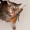 onebarleycorn Cat Toys Feather Refills for Cat Wand Toys Interactive include Replacement Mouse
