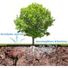 Tiardey 10 Pack 9.4 Inch Tree Mulch Ring - Tree Protector Mat, Tree Weed Barrier Mat for Weed Control Root Protection