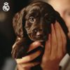 Real Madrid AR-01S-RM Dog Harness, Size S