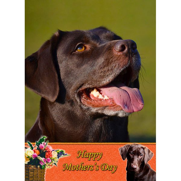 Chocolate Labrador Dog Mothers Day Card