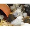 12+ with Up To 8 extra Button Quail Hatching Eggs