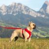 Curli Basic Harness Air-Mesh Red XS
