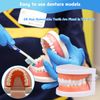 Standard Dental Study Model - Adult Simulation Teeth Model Display, Teeth Structure Model for Students Kids Learning Education Practice Examination etc