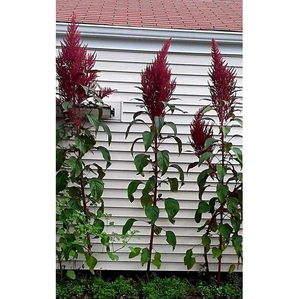 10 seeds amaranth seed - Purple Tall Plant  packet of 10 seeds.