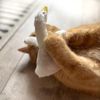 Aumüller Gilbert Goose Cat Toy with Valerian