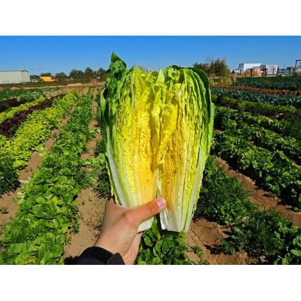 1000+ Parris Island Romaine Seeds Heirloom NON-GMO Fresh Seeds-A GARDEN FAVORITE