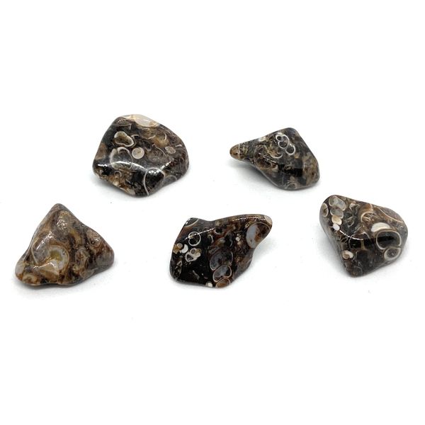 Turritella Agate Small Crystal Tumbled Stones - 5 Pc