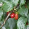 Cornus mas: Cornelian Cherry Seeds