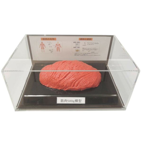 Educational toys: A model of human muscles