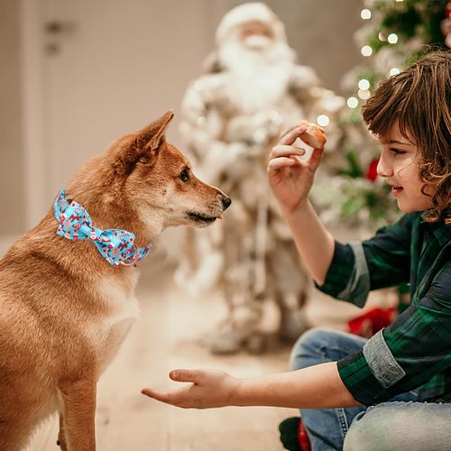 Babole Pet Christmas Dog Collars for Medium Dog with Bow Tie,Blue Dog Collar with Safety Metal Buckle Adjustable Puppy Collars for Small Large Dog,Boy&Girl&Male&Female Dog Gift,M-13.5"-22"
