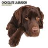 Labrador Chocolate 2025 Modern Calendar