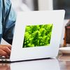 CafePress Romanesco Cauliflower Head Rectangle Bumper Sticker Car Decal
