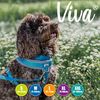Ancol Viva Padded Harness Blue S 36-42cm