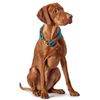 Hunter - 35cm Blue Collar Oss