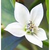 Natures Wisdom Flower Essences Using FES Cayenne 30ml Dosage