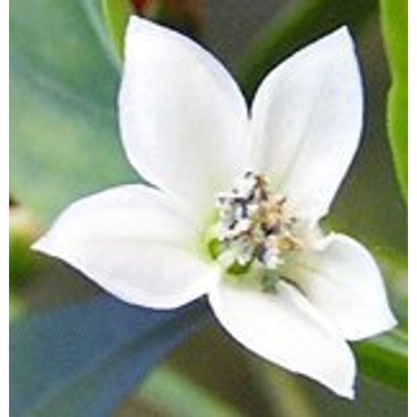 Natures Wisdom Flower Essences Using FES Cayenne 30ml Dosage