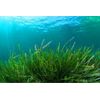 immune refresher - STEM CELL ACTIVATOR - spirulina bulk supplements 2B