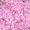 Martina Rose Cream 1.7 fl oz (50 ml) Moisturizing Cream