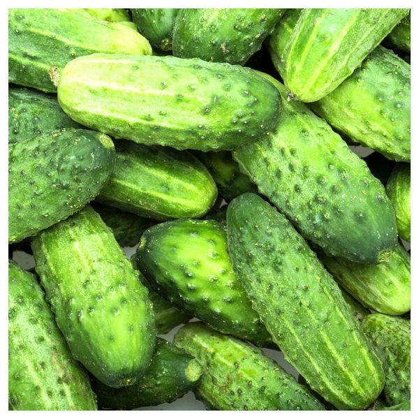 Everwilde Farms - 1 Oz Organic Wisconsin Pickling Cucumber Seeds - Gold Vault Packet