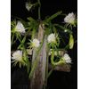 DRAGON FRUIT  CUTTING 10-14 Inches Check Description