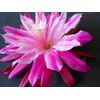 EPIPHYLLUM ORCHID CACTUS     DAISY DEAN