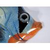 Hand Painted Tropical Fish Blue Wave 8" Replica Wall Mount Decor Plaque
