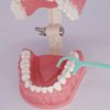 1.5 Times Large Dental Typodont Model Tooth Brushing flossing Practice Model Demonstration Removable Lower Teeth for Kids Dental Students Tooth Teach Study,  4.5 Inch x3.5 Inch x3.5 Inch