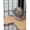 Totally Degu Corner Platform 2 Pack