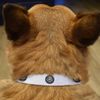 Small 'Beer Bottle Cap' Dog Collar (PR00064735)