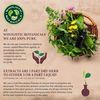 Wholistic Botanicals Cinnamon Bark Essential Oil 15 ml.