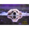 Golden Retriever Dog Birthday Card