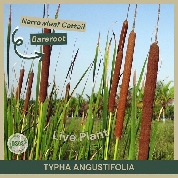 Typha latifolia | Broadleaf Cattail | Bareroot | Live Plant | Pond Plant