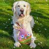 WufWuf Rabbit in the Egg Shell | Easter Themed Squeaky Interactive Plush Dog Toy | Large