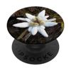 White Edelweiss Flower - Cute Alpine Star PopSockets Swappable PopGrip