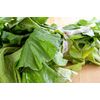 1500 MORRIS HEADING COLLARDS Collard Green Brassica Oleracea Vegetable Seeds