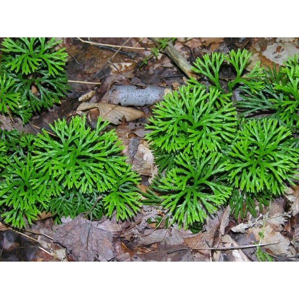 Fan Clubmoss Groundcedar  Vine Ground Cover Terrarium Vivarium Moss Garden Fairy