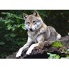 Wolf Blank Greeting Card - Landscape