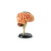 Learning Resources Brain Model 3.75 inches