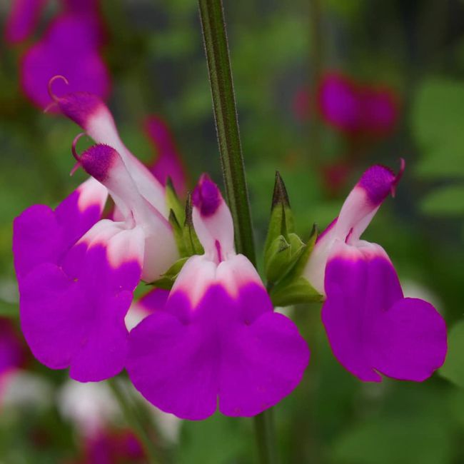 You Garden - 1 x Salvia 'Amethyst Lips' in a 9cm Pot - Drought Tolerant Herbaceous Perennial Plant for Gardens - Perfect in Pots on Patios or Used for Borders