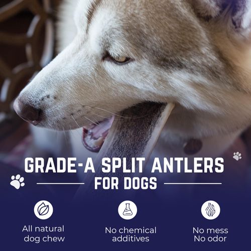 Devil Dog Pet Co. Split Elk Antlers for Dogs, Medium 5"+, 2 Pack, Grade A Long Lasting Chew for Aggressive Chewers, Premium USA Naturally Shed Antler – Healthy, No Odor, Durable Dog Chew