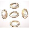 Abalone Shells for Craft or Display Small 45-50mm Set 5 Supplied