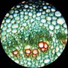 AmScope 40X-2500X LED Lab Binocular Compound Microscope with 50pc Blank Slides
