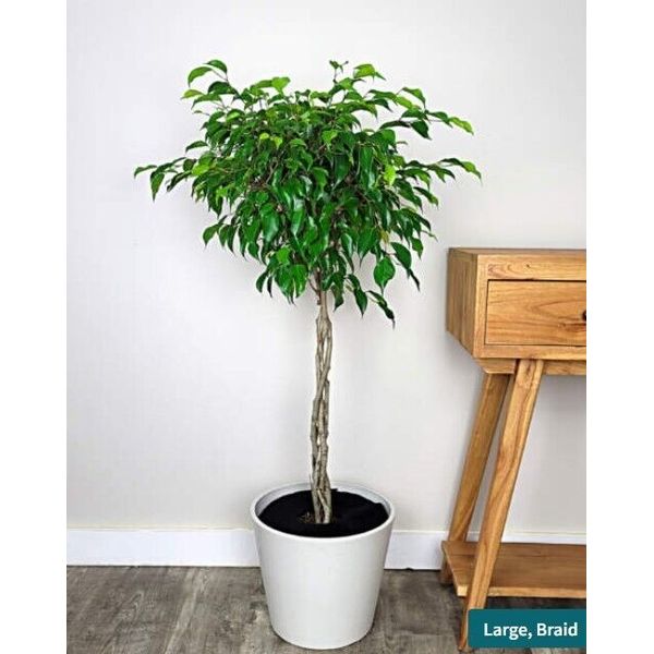 Ficus benjamina ‘Wintergreen’ in Grower Pot. Houseplant Large Size Great Gift