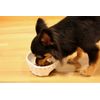 dogi-man Convenient Clover Stoneware Dinnerware SS