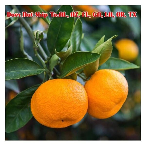 Calamondin Orange Tree 2-3 ft Tropical Fruit Tree Outdoor Garden Citrus Mitis