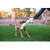 Jolly Pets Fat Tail Large Billy Goat