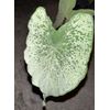 AUTHENTIC Colocasia  Aquatilis 1 bulbs